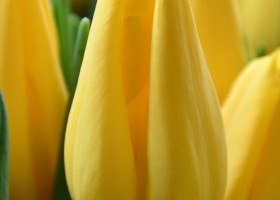 Tulipa Strong Gold (4)
